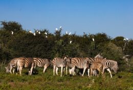 Namibia_April_2025 (56/79)